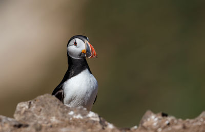 Close-up of bird perching on rock