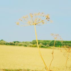 Close-up of tree on field against clear sky