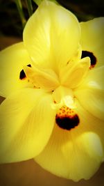 Close-up of yellow flower blooming outdoors