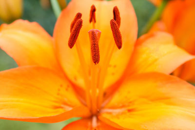 Close-up of orange lily