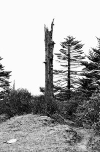 Silhouette trees against clear sky