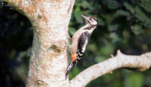 Close-up of a bird perching on tree