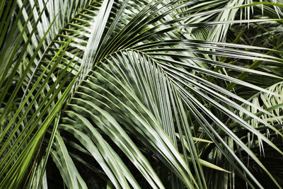 Full frame shot of palm tree