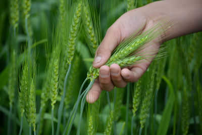Cropped image of hand holding wheat