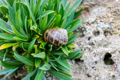 Close-up of snail on plants