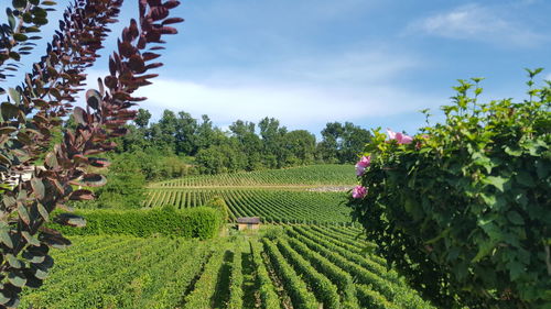 Scenic view of agricultural field against sky