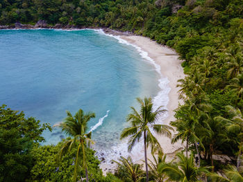 High angle view of trees on beach