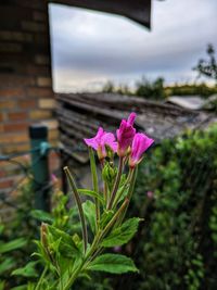 Close-up of pink flowering plant