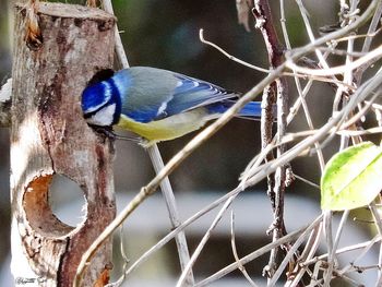 Close-up of bird perching on tree