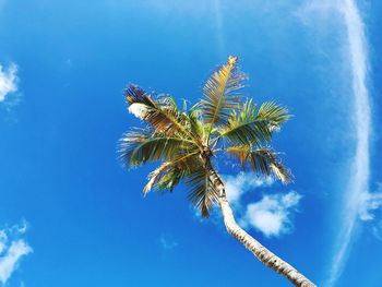 Low angle view of palm tree against blue sky