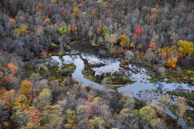 High angle view of trees