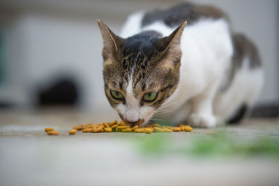 Close-up portrait of cat against blurred background