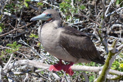 Close-up of bird perching on tree