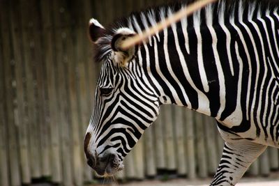 Close-up of zebra in zoo