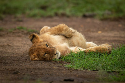 Close-up of lion cub lying on back