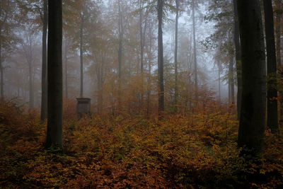 Trees in forest during autumn