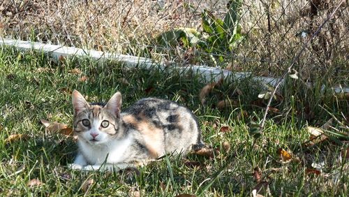 Portrait of cat on grassy field