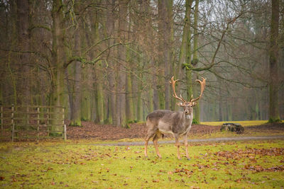 Giraffe standing in forest