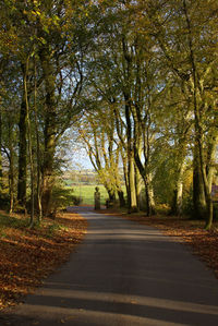 Road amidst trees during autumn