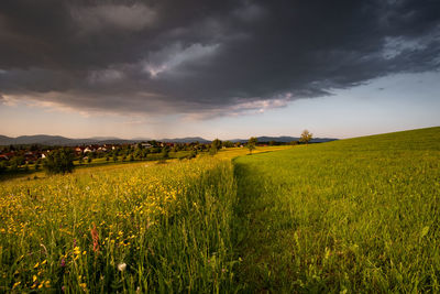 Scenic view of agricultural field against sky