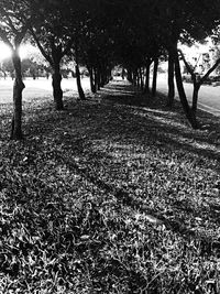 Trees on field in forest