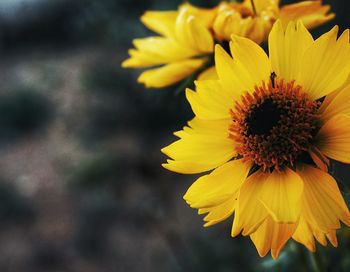 Close-up of yellow flowering plant