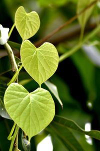 Close-up of green leaves