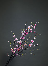 Low angle view of pink flowering tree against sky