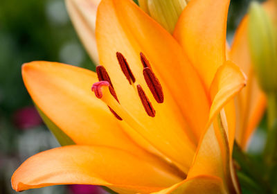 Close-up of orange lily