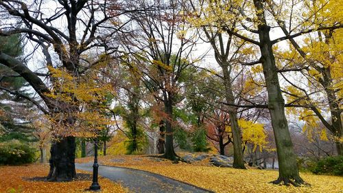 Low angle view of trees during autumn