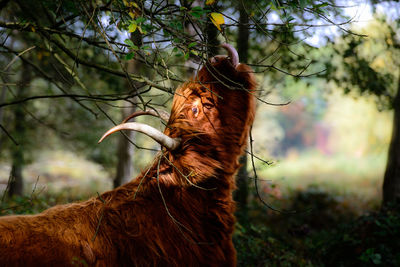 Highland cattle by tree in forest