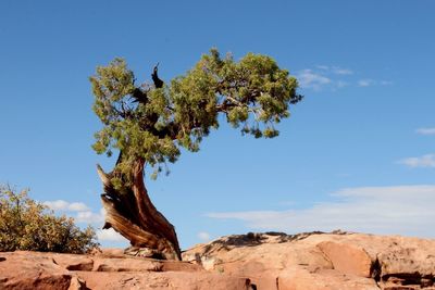 Tree on landscape against blue sky