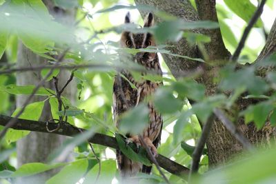 Close-up of bird on branch