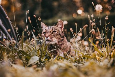 View of a cat on field