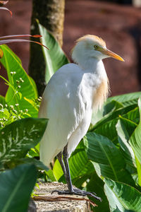 Close-up of bird perching on a plant