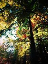 Low angle view of trees against sky