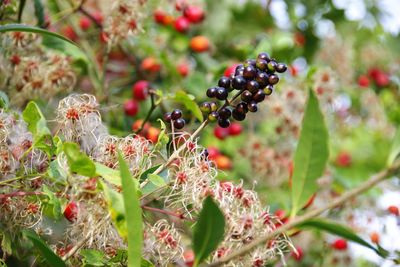 Close-up of berries growing on plant