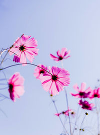 Low angle view of pink cosmos flower against sky