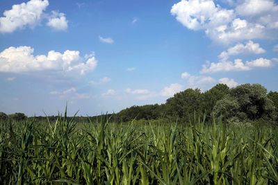 Crops growing on field against sky