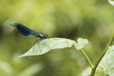 Close-up of insect on leaf