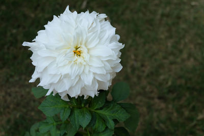 Close-up of white dahlia flower