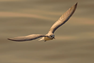 Close-up of seagull flying against sky