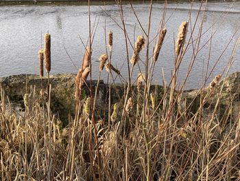 Close-up of dry grass on lakeshore