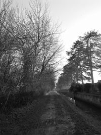 Bare trees against clear sky