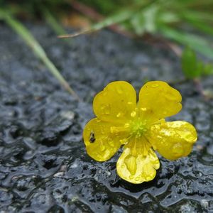 Close-up of yellow flower