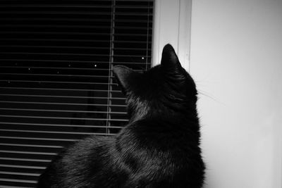 Cat looking away