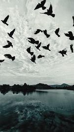 Flock of birds flying over lake