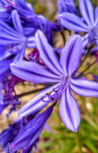 Close-up of purple flower blooming outdoors