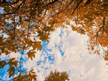 Low angle view of maple tree against sky