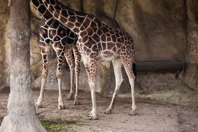 Giraffes standing on field at zoo